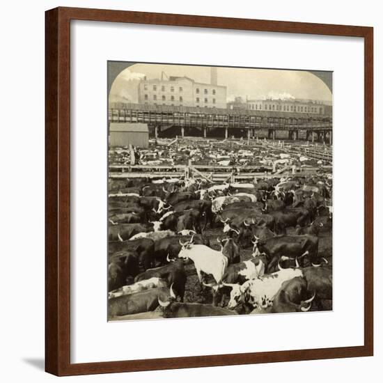 Cattle, Great Union Stock Yards, Chicago, Illinois, USA-Underwood & Underwood-Framed Photographic Print