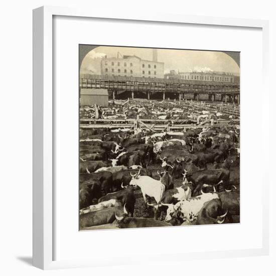 Cattle, Great Union Stock Yards, Chicago, Illinois, USA-Underwood & Underwood-Framed Photographic Print