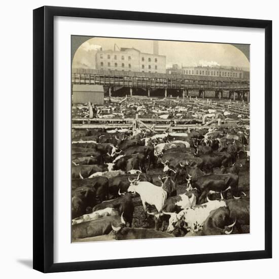 Cattle, Great Union Stock Yards, Chicago, Illinois, USA-Underwood & Underwood-Framed Photographic Print