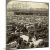 Cattle, Great Union Stock Yards, Chicago, Illinois, USA-Underwood & Underwood-Mounted Photographic Print