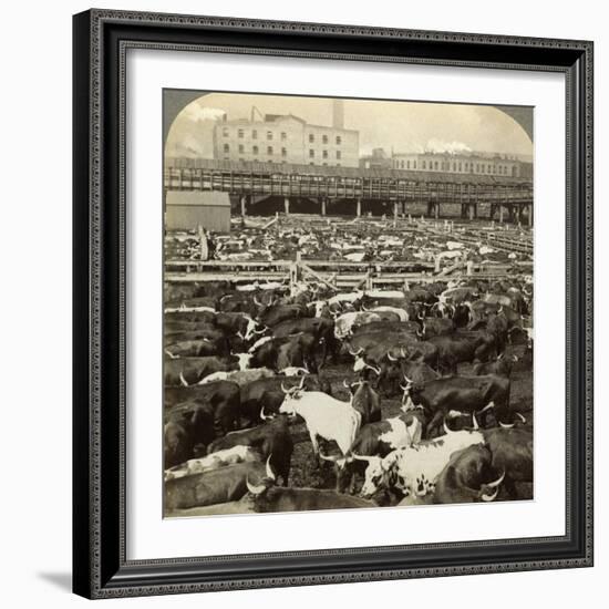 Cattle, Great Union Stock Yards, Chicago, Illinois, USA-Underwood & Underwood-Framed Photographic Print