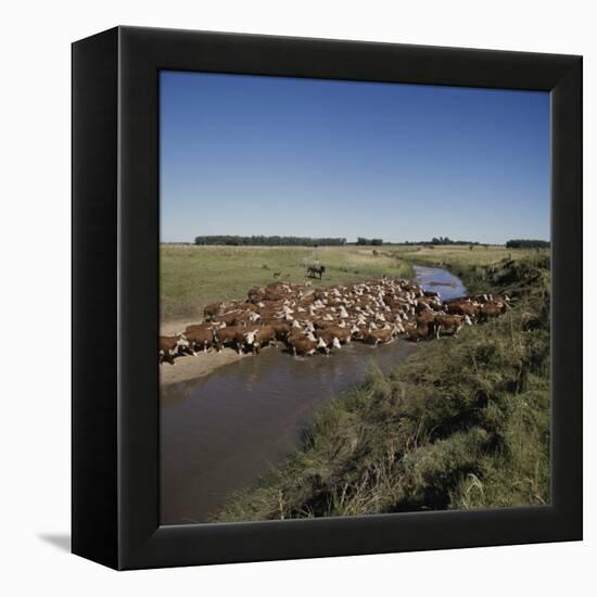 Cattle Herding Argentina-null-Framed Premier Image Canvas