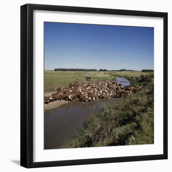 Cattle Herding Argentina-null-Framed Photographic Print