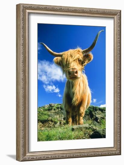 Cattle, Highland Cow-null-Framed Photographic Print