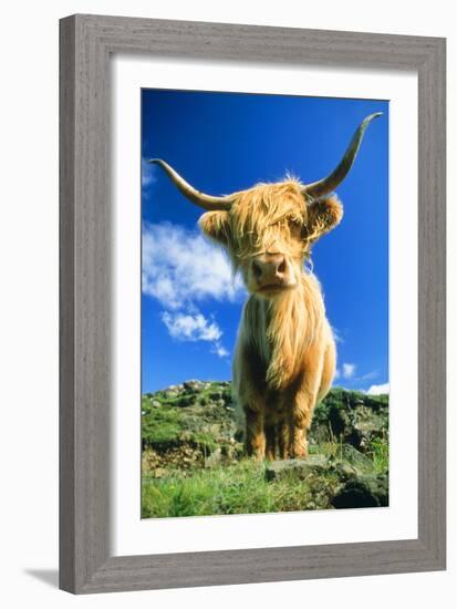 Cattle, Highland Cow-null-Framed Photographic Print