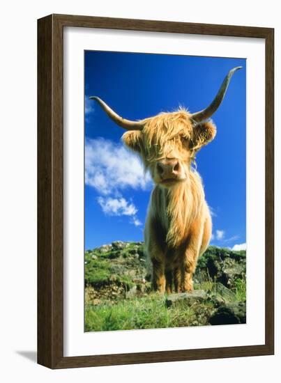 Cattle, Highland Cow-null-Framed Photographic Print