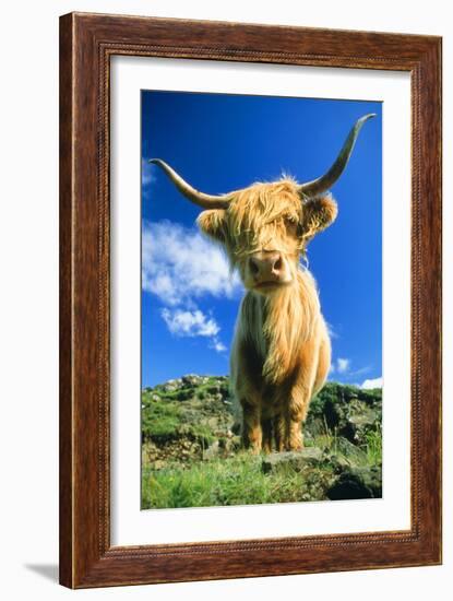 Cattle, Highland Cow-null-Framed Photographic Print