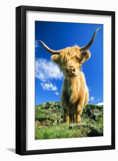 Cattle, Highland Cow-null-Framed Photographic Print