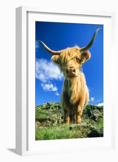 Cattle, Highland Cow-null-Framed Photographic Print