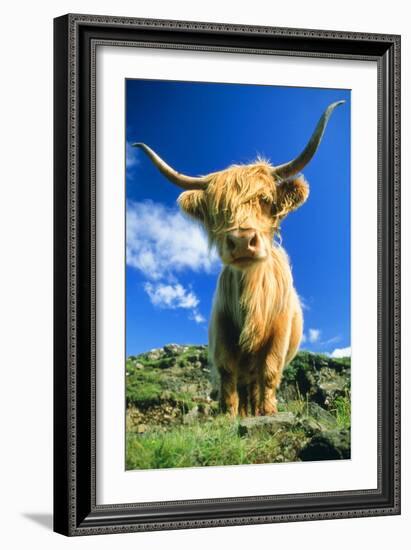 Cattle, Highland Cow-null-Framed Photographic Print