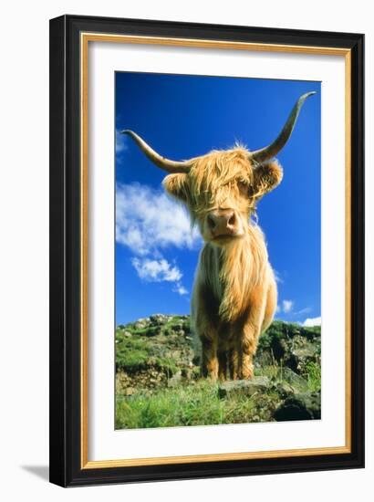 Cattle, Highland Cow-null-Framed Photographic Print