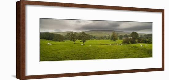 Cattle in a Meadow, Pendle Hill, Clitheroe, Lancashire, England-null-Framed Photographic Print