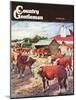 "Cattle in Barnyard," Country Gentleman Cover, October 1, 1945-Matt Clark-Mounted Giclee Print