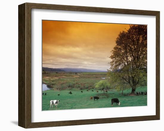 Cattle in Pasture near Clatskanie, Oregon, USA-Brent Bergherm-Framed Photographic Print