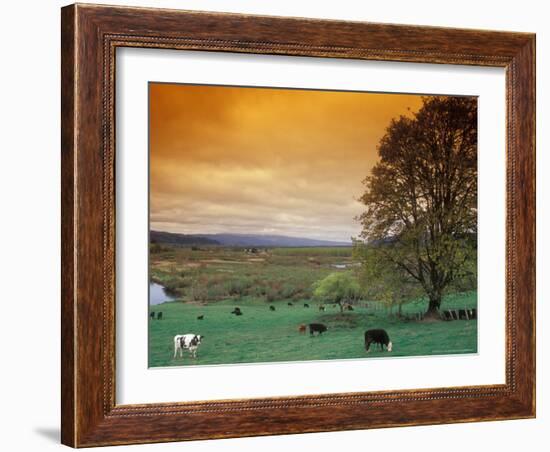 Cattle in Pasture near Clatskanie, Oregon, USA-Brent Bergherm-Framed Photographic Print