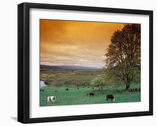 Cattle in Pasture near Clatskanie, Oregon, USA-Brent Bergherm-Framed Photographic Print