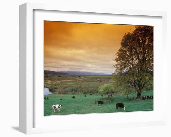 Cattle in Pasture near Clatskanie, Oregon, USA-Brent Bergherm-Framed Photographic Print