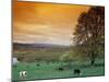 Cattle in Pasture near Clatskanie, Oregon, USA-Brent Bergherm-Mounted Photographic Print