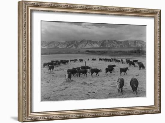 Cattle in South Farm-Ansel Adams-Framed Art Print