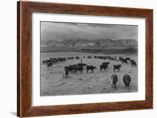 Cattle in South Farm-Ansel Adams-Framed Art Print