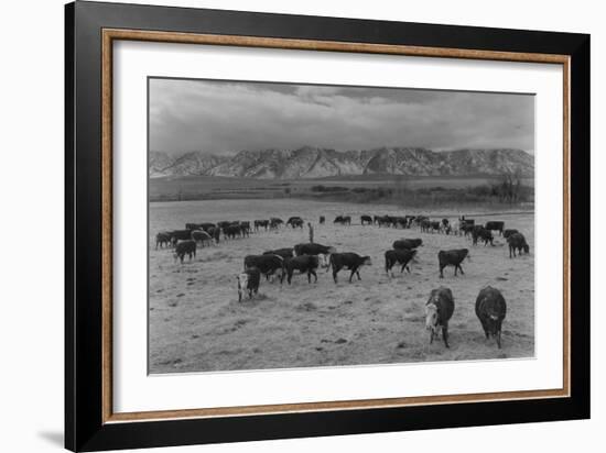 Cattle in South Farm-Ansel Adams-Framed Art Print