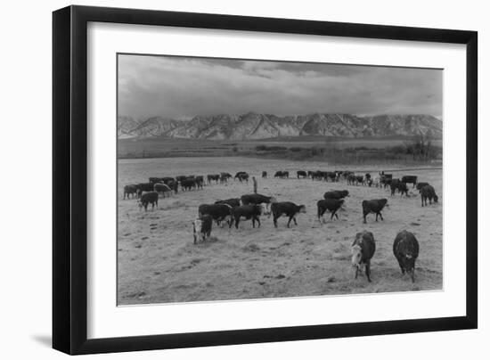 Cattle in South Farm-Ansel Adams-Framed Art Print