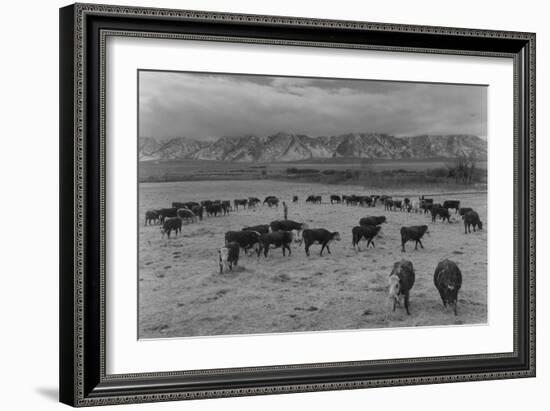 Cattle in South Farm-Ansel Adams-Framed Art Print