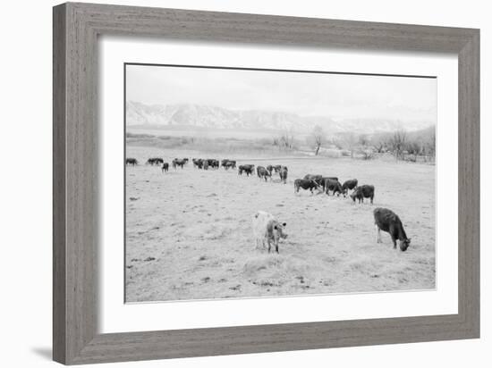 Cattle in South Farm-Ansel Adams-Framed Art Print