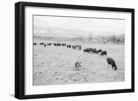 Cattle in South Farm-Ansel Adams-Framed Art Print