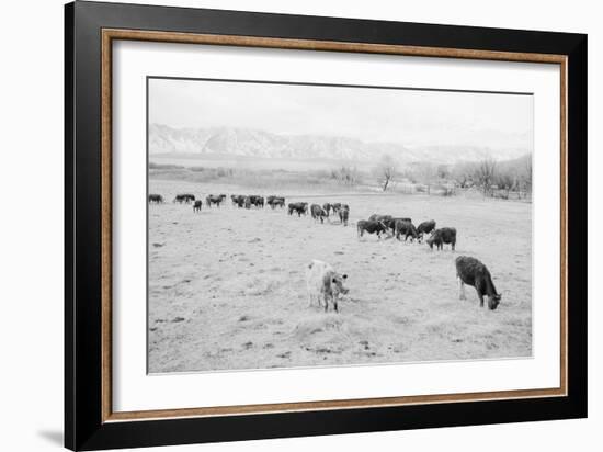 Cattle in South Farm-Ansel Adams-Framed Art Print