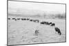 Cattle in South Farm-Ansel Adams-Mounted Art Print