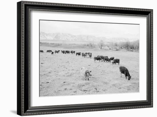 Cattle in South Farm-Ansel Adams-Framed Art Print