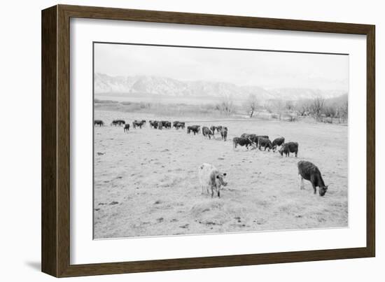 Cattle in South Farm-Ansel Adams-Framed Premium Giclee Print