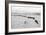 Cattle in South Farm-Ansel Adams-Framed Premium Giclee Print