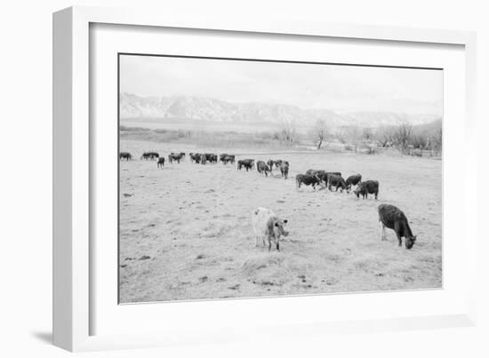 Cattle in South Farm-Ansel Adams-Framed Premium Giclee Print