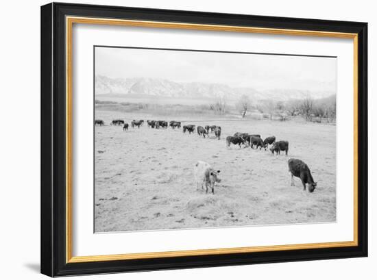 Cattle in South Farm-Ansel Adams-Framed Premium Giclee Print