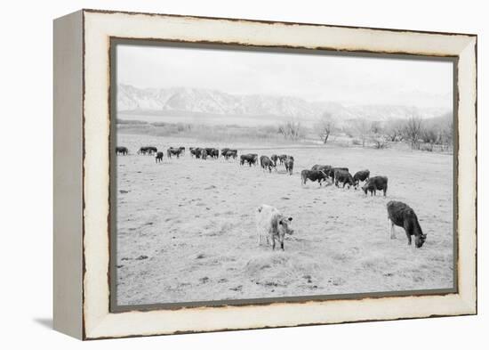 Cattle in South Farm-Ansel Adams-Framed Stretched Canvas