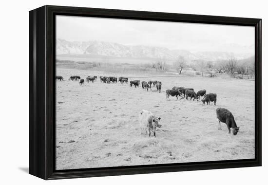 Cattle in South Farm-Ansel Adams-Framed Stretched Canvas