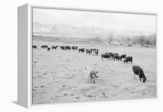 Cattle in South Farm-Ansel Adams-Framed Stretched Canvas