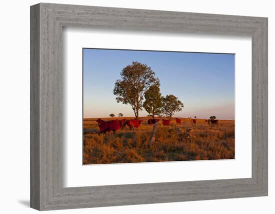 Cattle in the Late Afternoon Light, Carnarvon Gorge, Queensland, Australia, Pacific-Michael Runkel-Framed Photographic Print