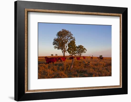 Cattle in the Late Afternoon Light, Carnarvon Gorge, Queensland, Australia, Pacific-Michael Runkel-Framed Photographic Print