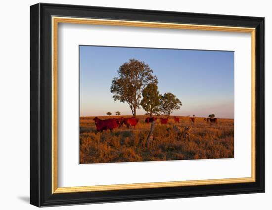 Cattle in the Late Afternoon Light, Carnarvon Gorge, Queensland, Australia, Pacific-Michael Runkel-Framed Photographic Print