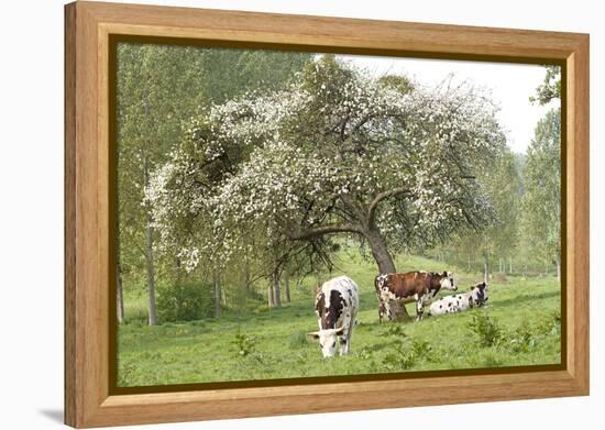 Cattle, Normandy Cows under Tree in Blossom-null-Framed Premier Image Canvas