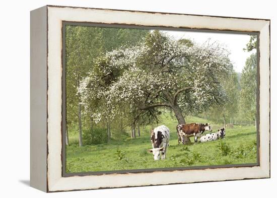 Cattle, Normandy Cows under Tree in Blossom-null-Framed Premier Image Canvas