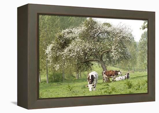 Cattle, Normandy Cows under Tree in Blossom-null-Framed Premier Image Canvas