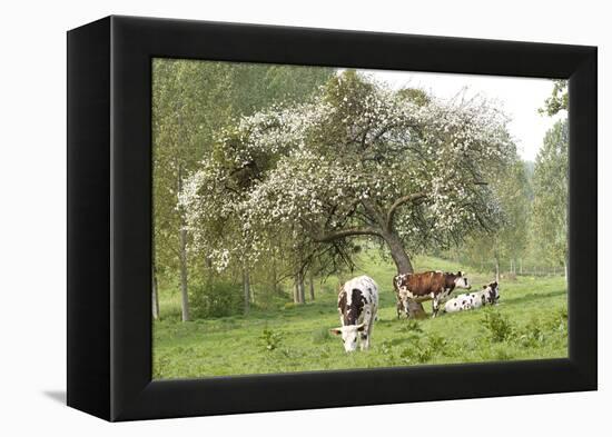 Cattle, Normandy Cows under Tree in Blossom-null-Framed Premier Image Canvas