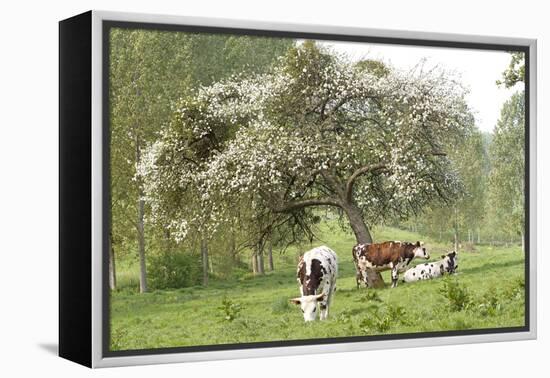 Cattle, Normandy Cows under Tree in Blossom-null-Framed Premier Image Canvas