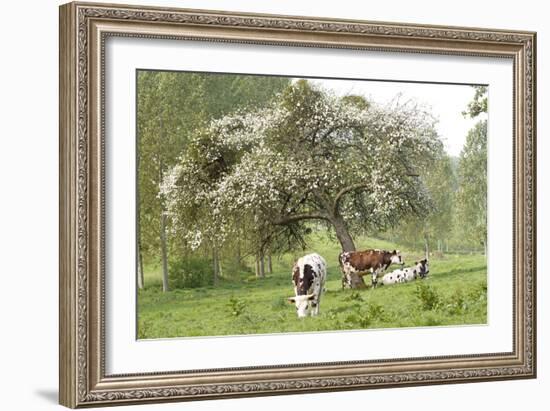 Cattle, Normandy Cows under Tree in Blossom-null-Framed Photographic Print