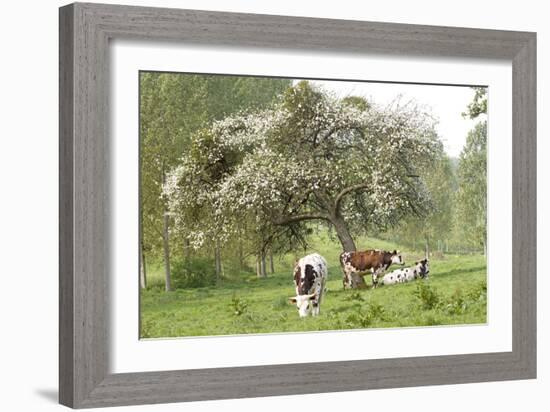 Cattle, Normandy Cows under Tree in Blossom-null-Framed Photographic Print