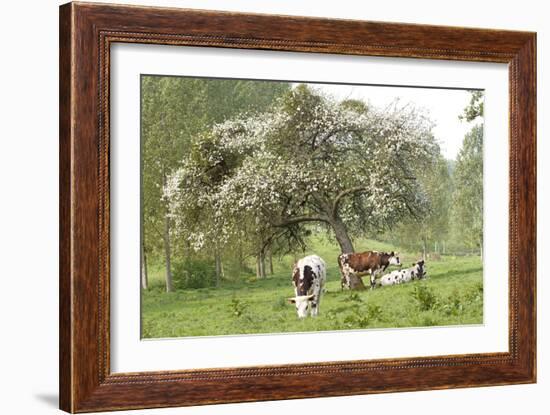 Cattle, Normandy Cows under Tree in Blossom-null-Framed Photographic Print